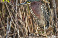 Green Heron, Butorides virescens