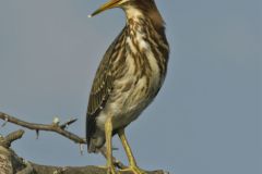 Green Heron, Butorides virescens