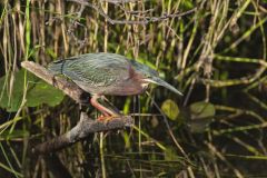 Green Heron, Butorides virescens