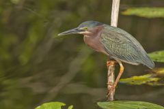 Green Heron, Butorides virescens
