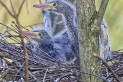 Green Heron, Butorides virescens