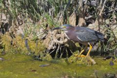 Green Heron, Butorides virescens