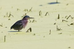 Green Heron, Butorides virescens