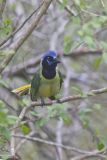 Green Jay, Cyanocorax yncas