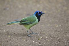 Green Jay, Cyanocorax yncas