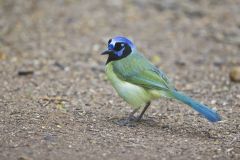 Green Jay, Cyanocorax yncas