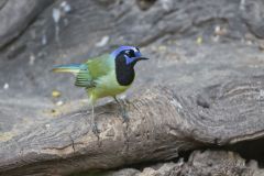 Green Jay, Cyanocorax yncas
