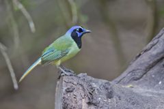Green Jay, Cyanocorax yncas