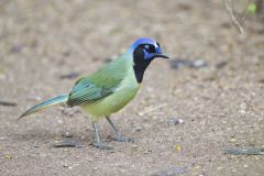 Green Jay, Cyanocorax yncas