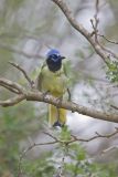 Green Jay, Cyanocorax yncas