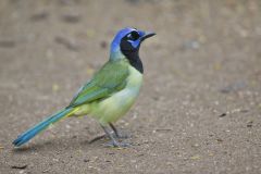 Green Jay, Cyanocorax yncas