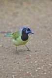 Green Jay, Cyanocorax yncas