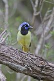Green Jay, Cyanocorax yncas