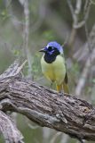 Green Jay, Cyanocorax yncas