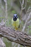 Green Jay, Cyanocorax yncas