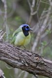 Green Jay, Cyanocorax yncas