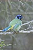 Green Jay, Cyanocorax yncas