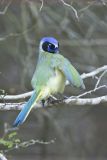 Green Jay, Cyanocorax yncas