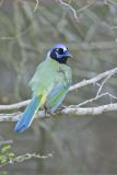 Green Jay, Cyanocorax yncas