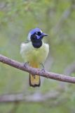 Green Jay, Cyanocorax yncas