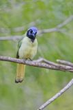 Green Jay, Cyanocorax yncas