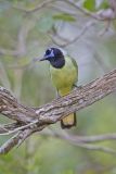 Green Jay, Cyanocorax yncas