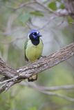 Green Jay, Cyanocorax yncas