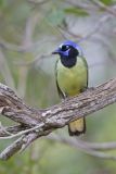 Green Jay, Cyanocorax yncas