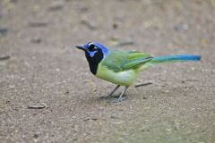 Green Jay, Cyanocorax yncas