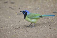 Green Jay, Cyanocorax yncas
