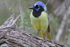 Green Jay, Cyanocorax yncas