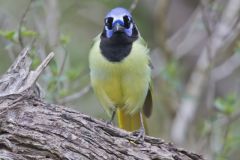 Green Jay, Cyanocorax yncas