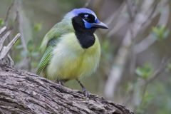 Green Jay, Cyanocorax yncas