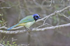 Green Jay, Cyanocorax yncas