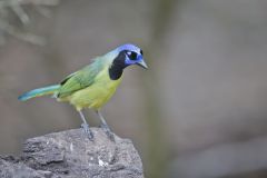 Green Jay, Cyanocorax yncas