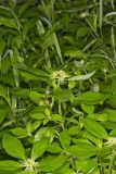 Green Poinsettia, Euphorbia dentata