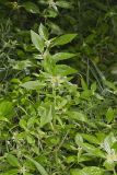 Green Poinsettia, Euphorbia dentata