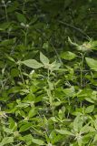 Green Poinsettia, Euphorbia dentata