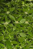 Green Poinsettia, Euphorbia dentata