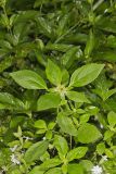 Green Poinsettia, Euphorbia dentata