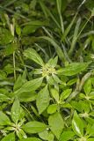 Green Poinsettia, Euphorbia dentata