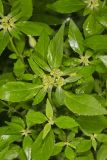 Green Poinsettia, Euphorbia dentata