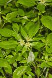 Green Poinsettia, Euphorbia dentata