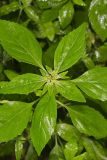 Green Poinsettia, Euphorbia dentata