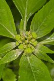 Green Poinsettia, Euphorbia dentata