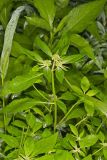 Green Poinsettia, Euphorbia dentata