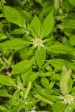Green Poinsettia, Euphorbia dentata