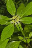 Green Poinsettia, Euphorbia dentata