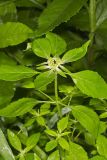 Green Poinsettia, Euphorbia dentata