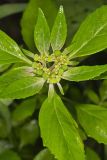 Green Poinsettia, Euphorbia dentata